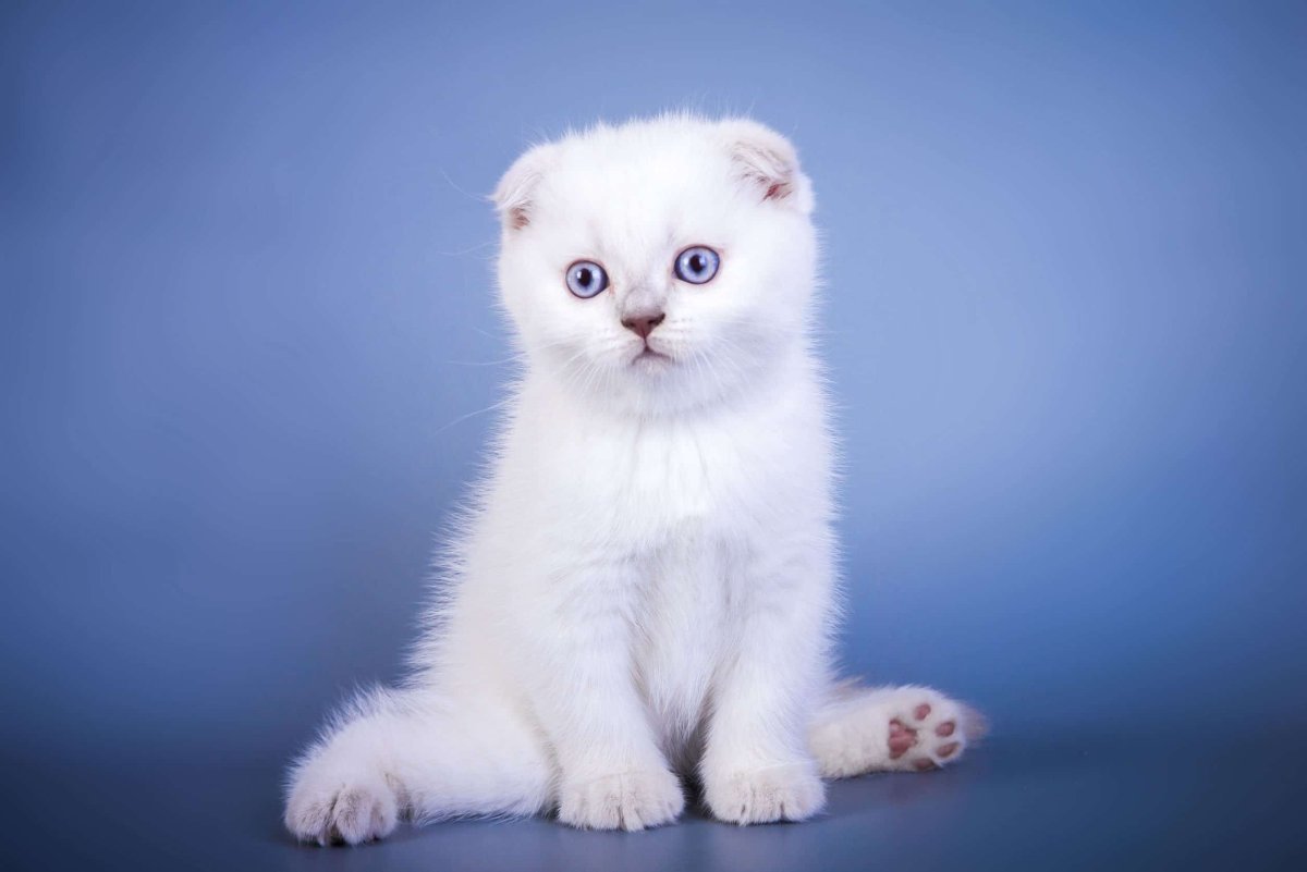 Шотландская вислоухая кошка белая с голубыми глазами