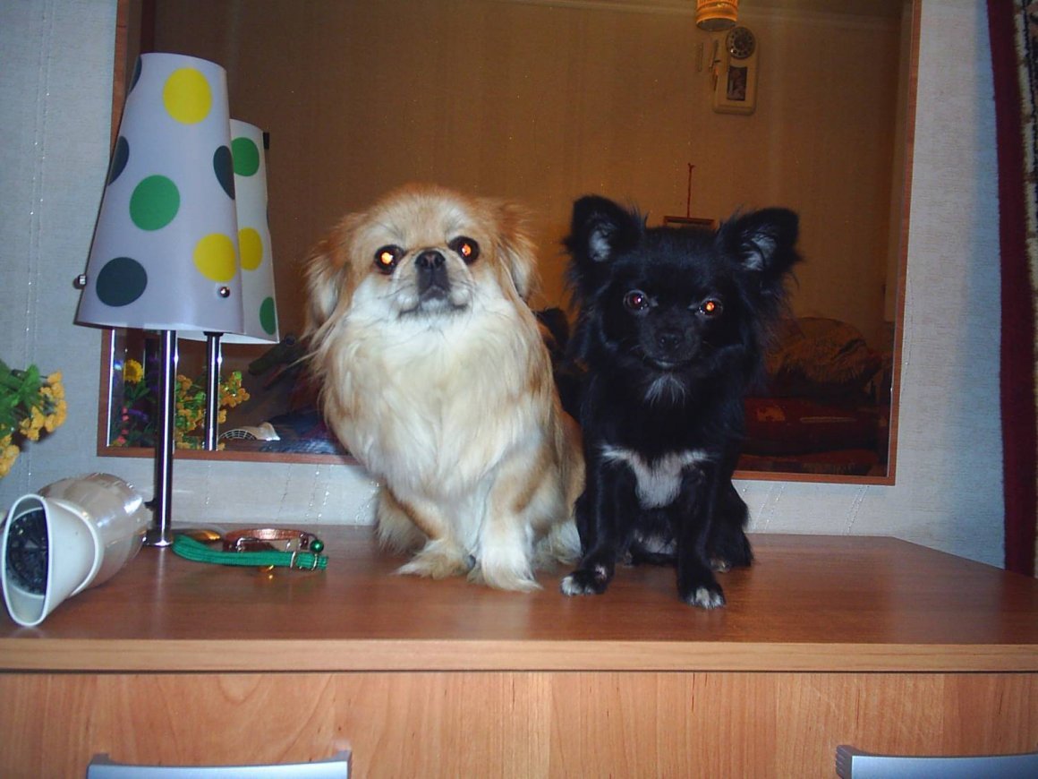 Помесь чихуахуа и пекинеса