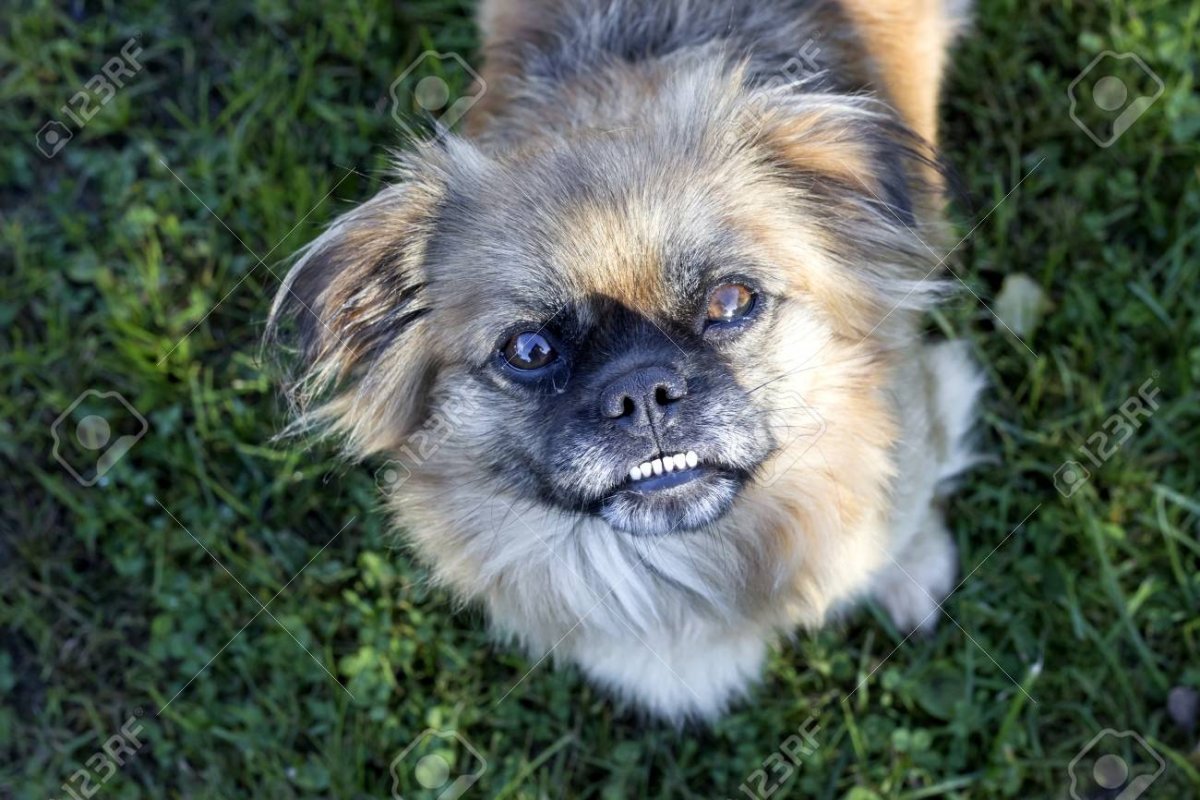 Смесь корги и пекинеса