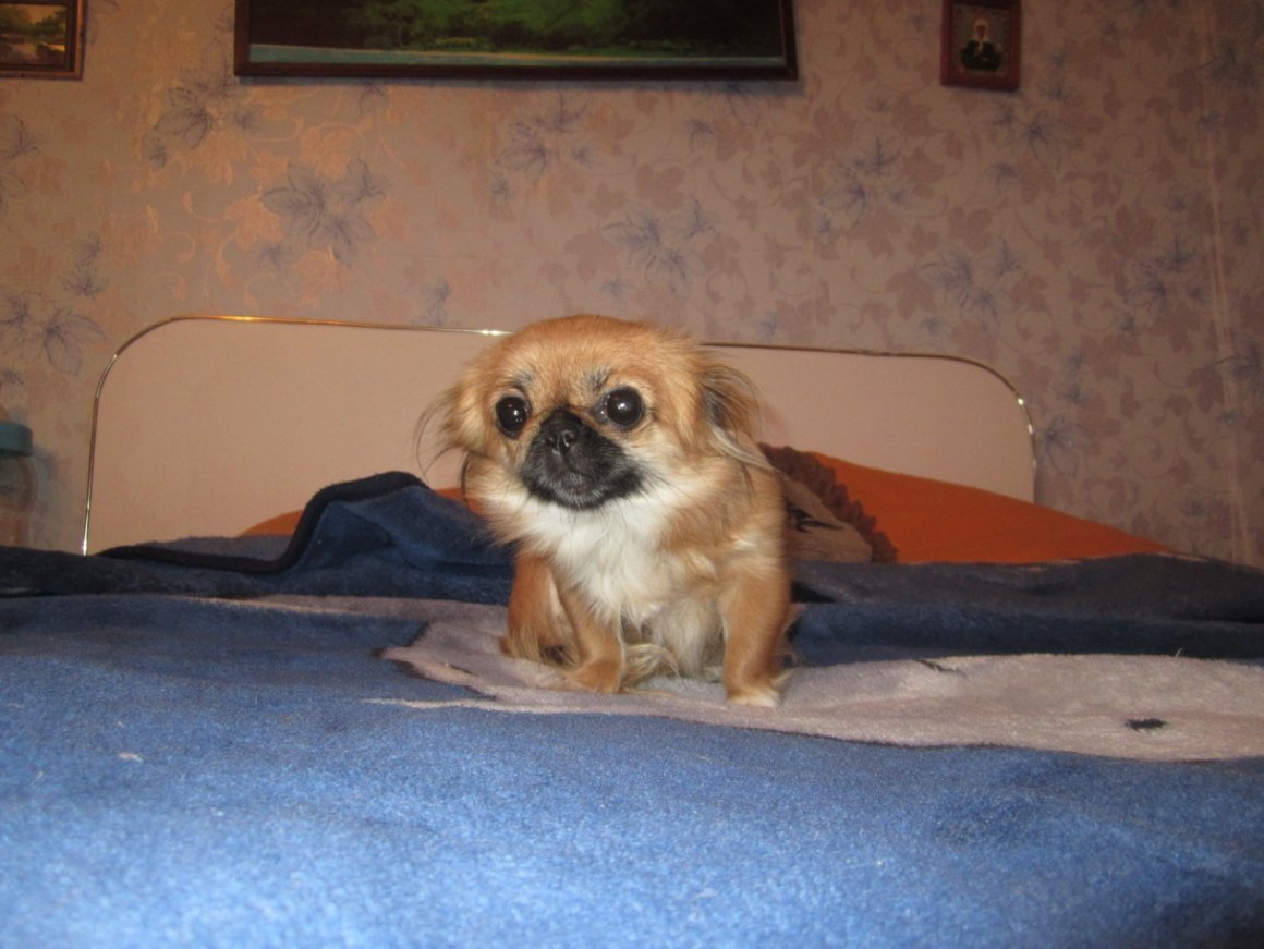 Метис МОПСА И чихуахуа