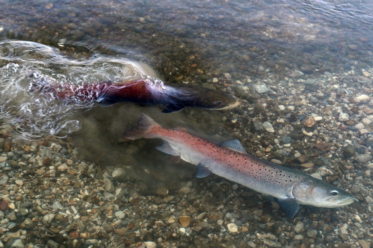 Сахалинский Таймень нерест