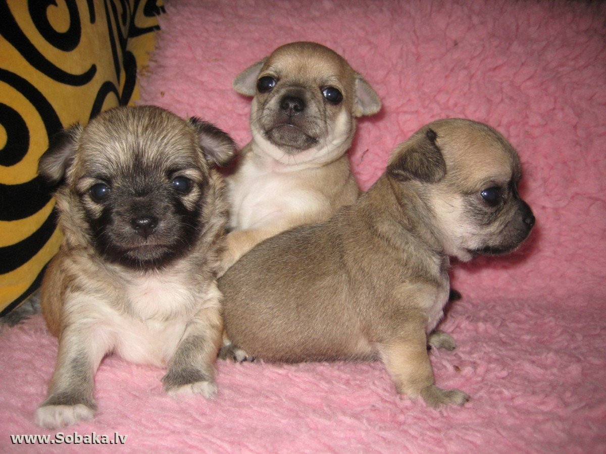 Метис шпица и пекинеса