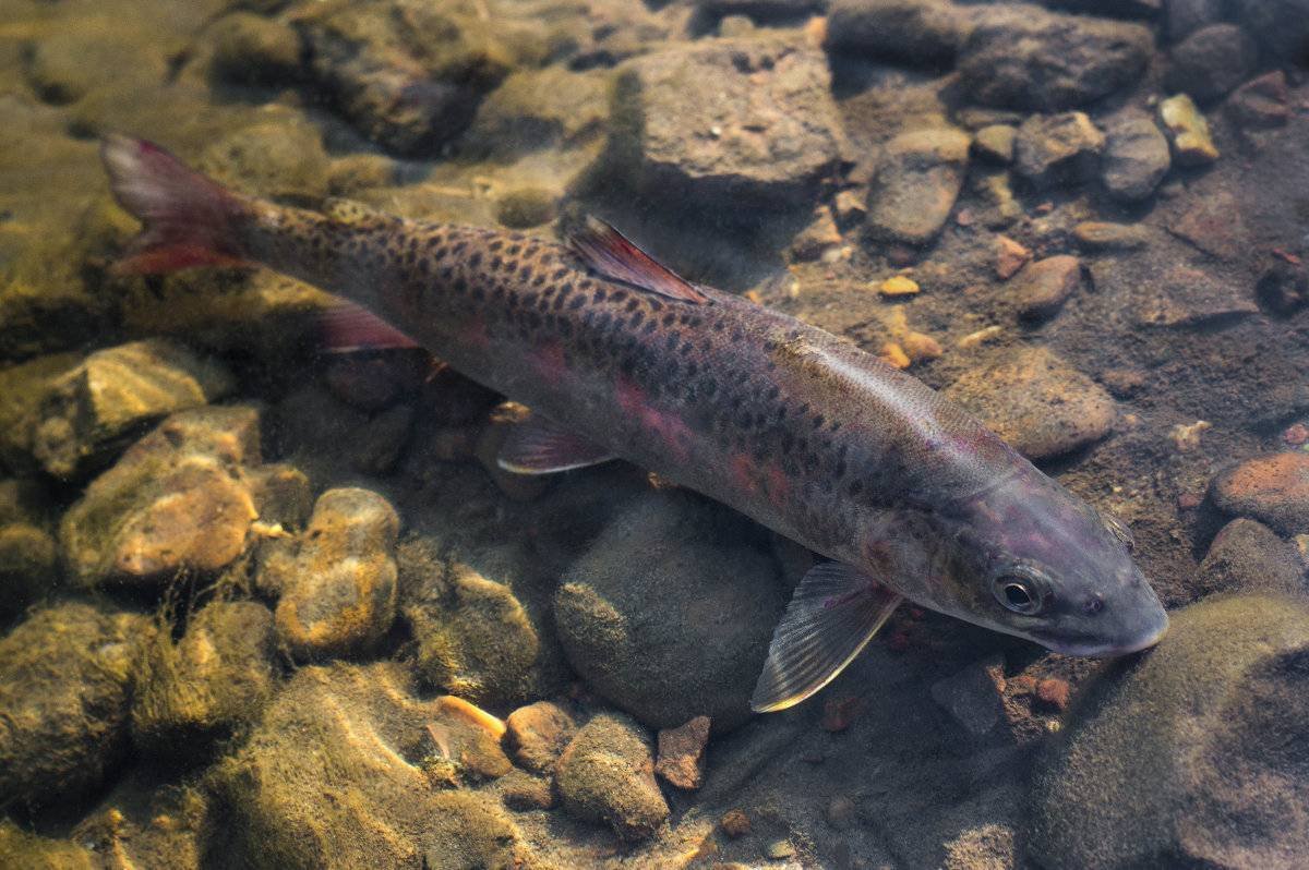 Ленок Сибирская форель
