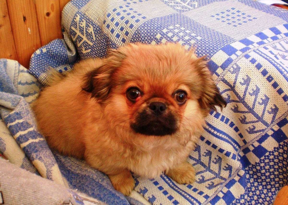 Тибетский спаниель и Пекинес