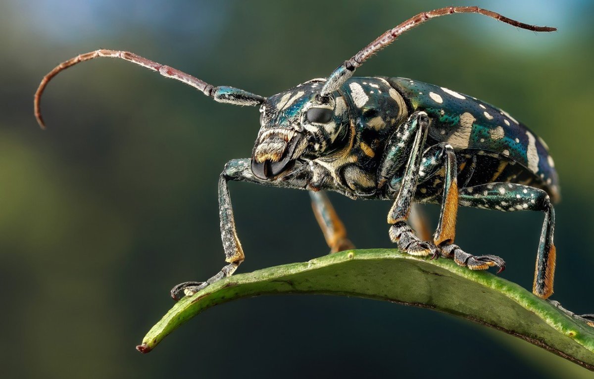 Жук наземник