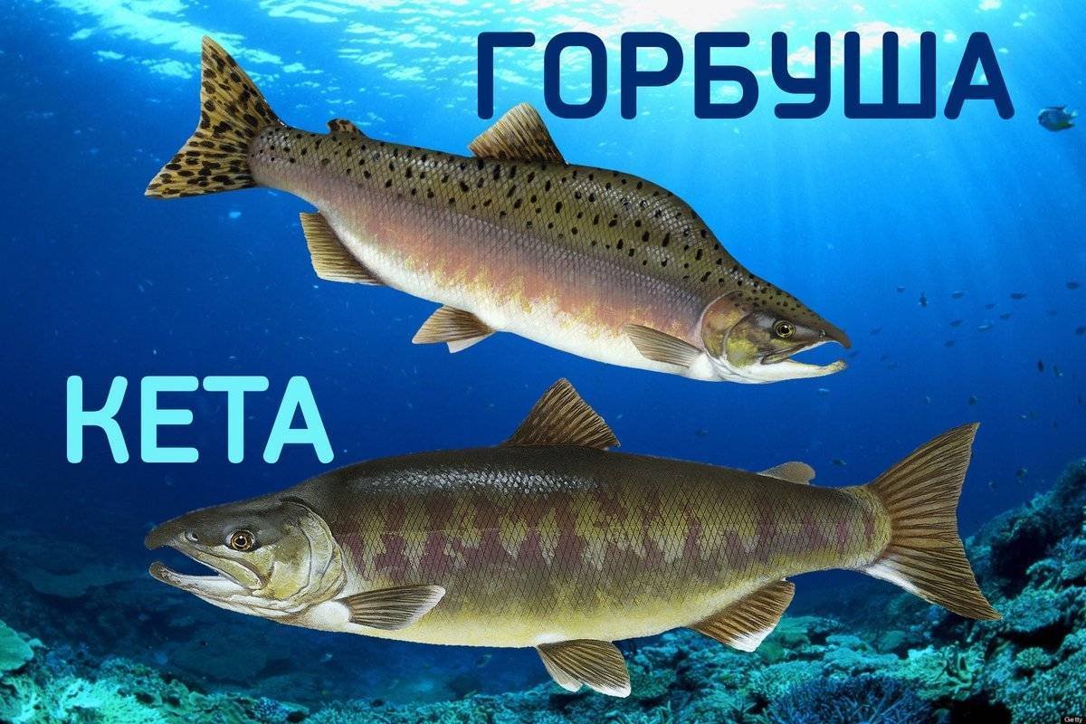 Дальневосточный лосось кета