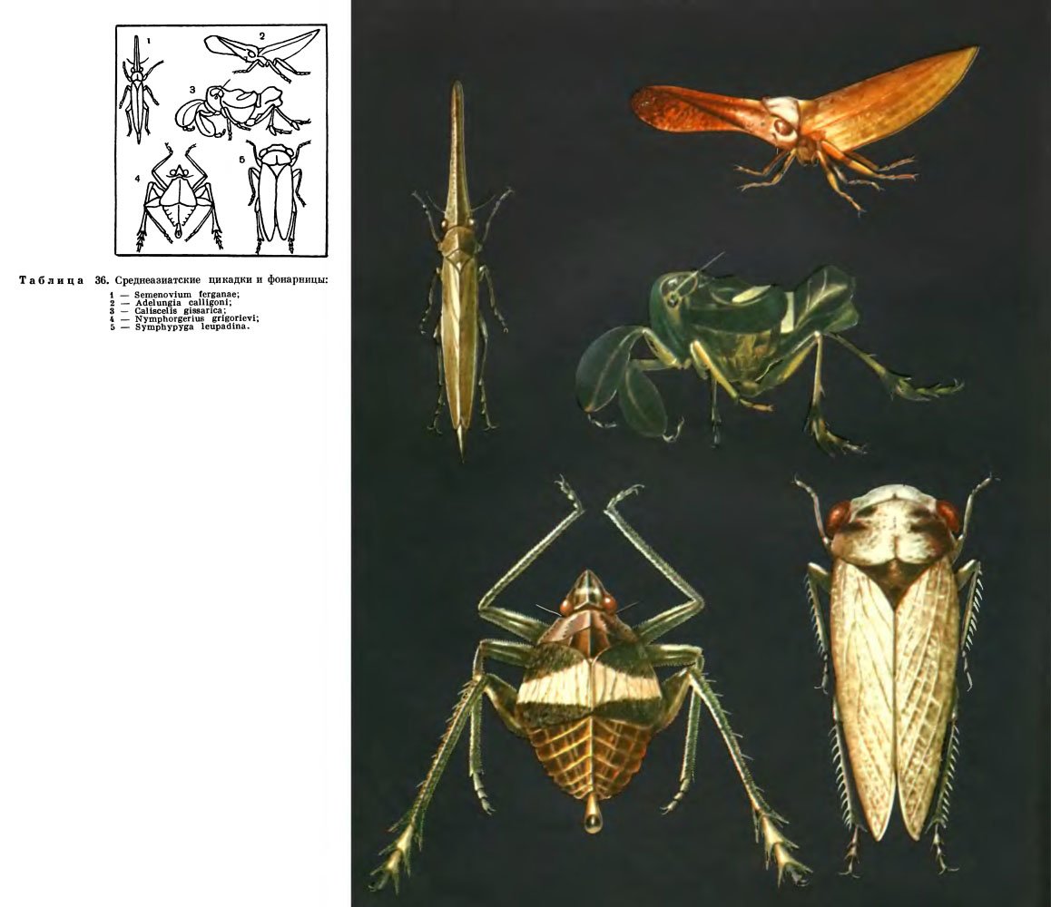 Цикада фонарница