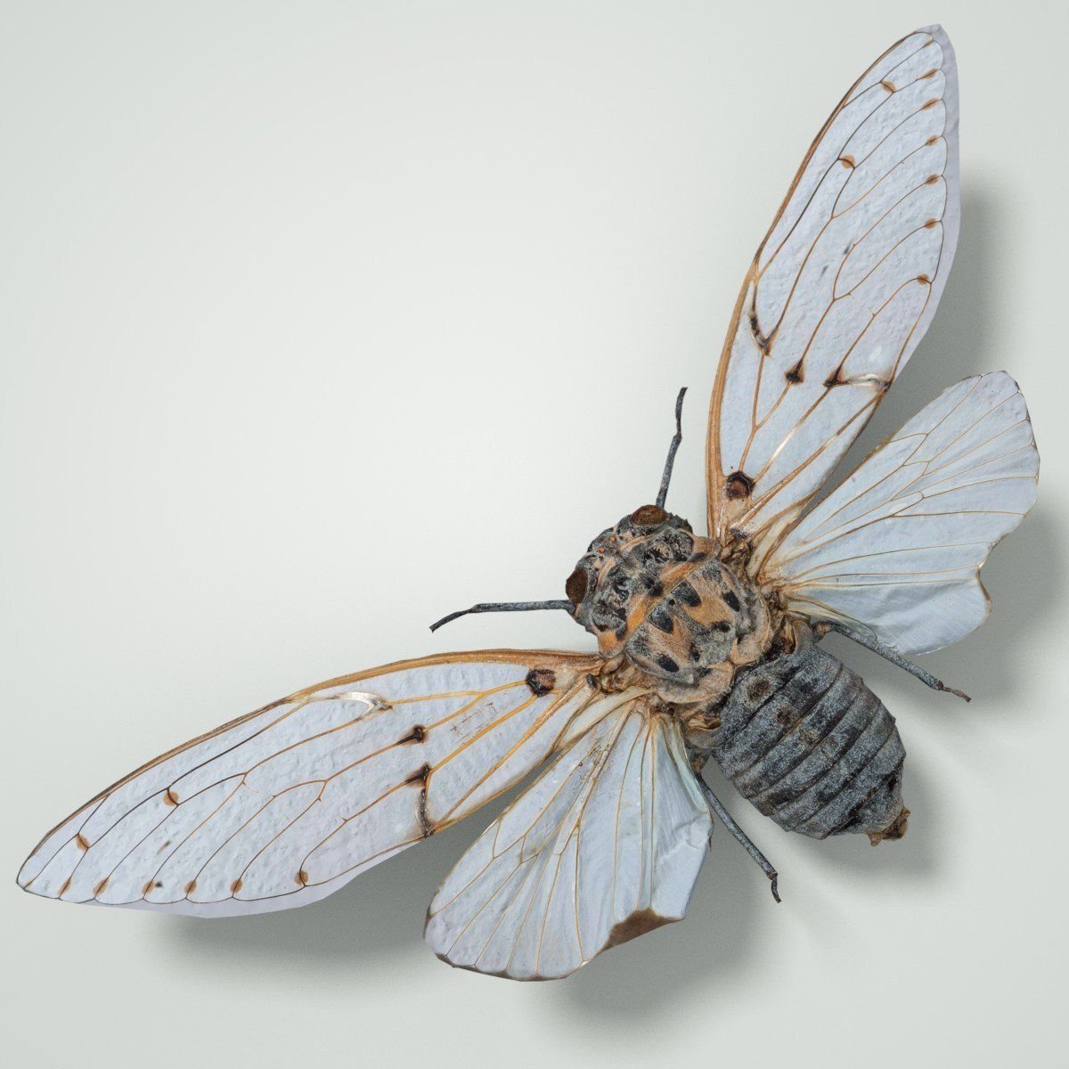 Крылья насекомых моли