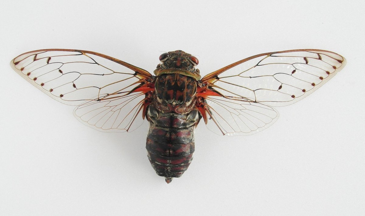 Цикада древняя Греция