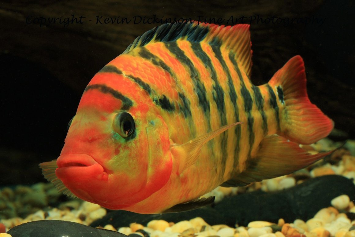 Цихлазома оранжевая феста