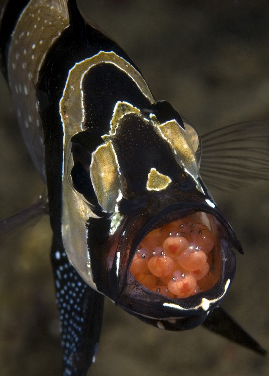 Рыба ангел синеголовый