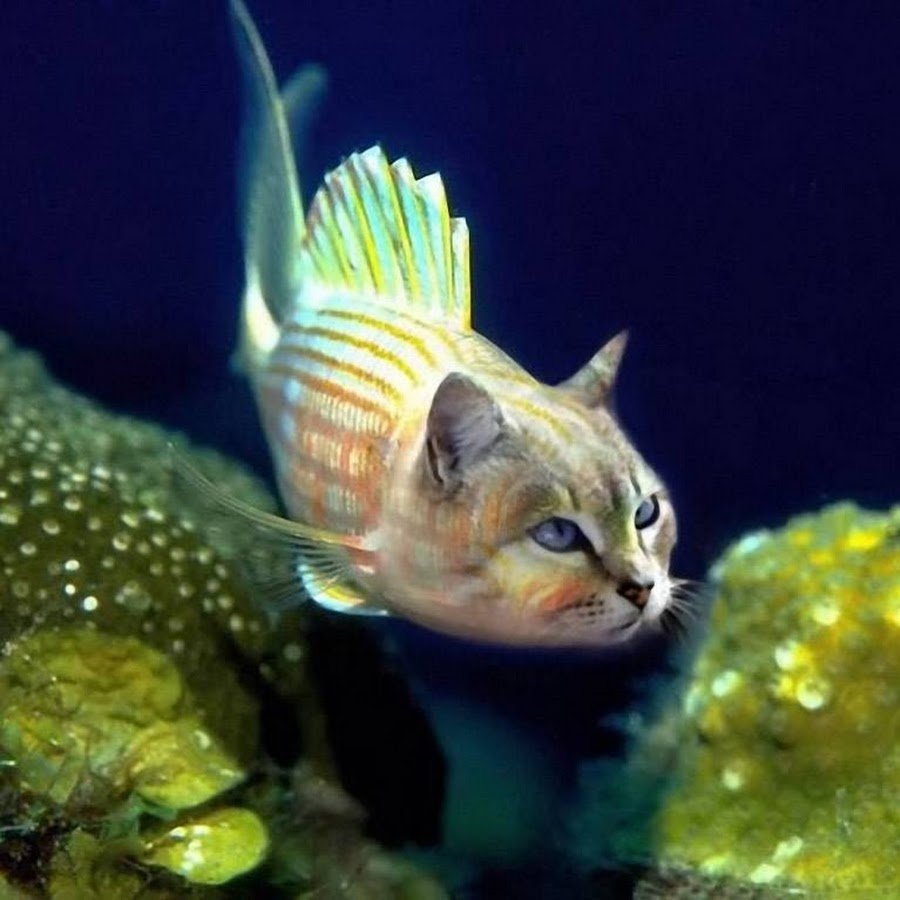 Обитатели желтого моря