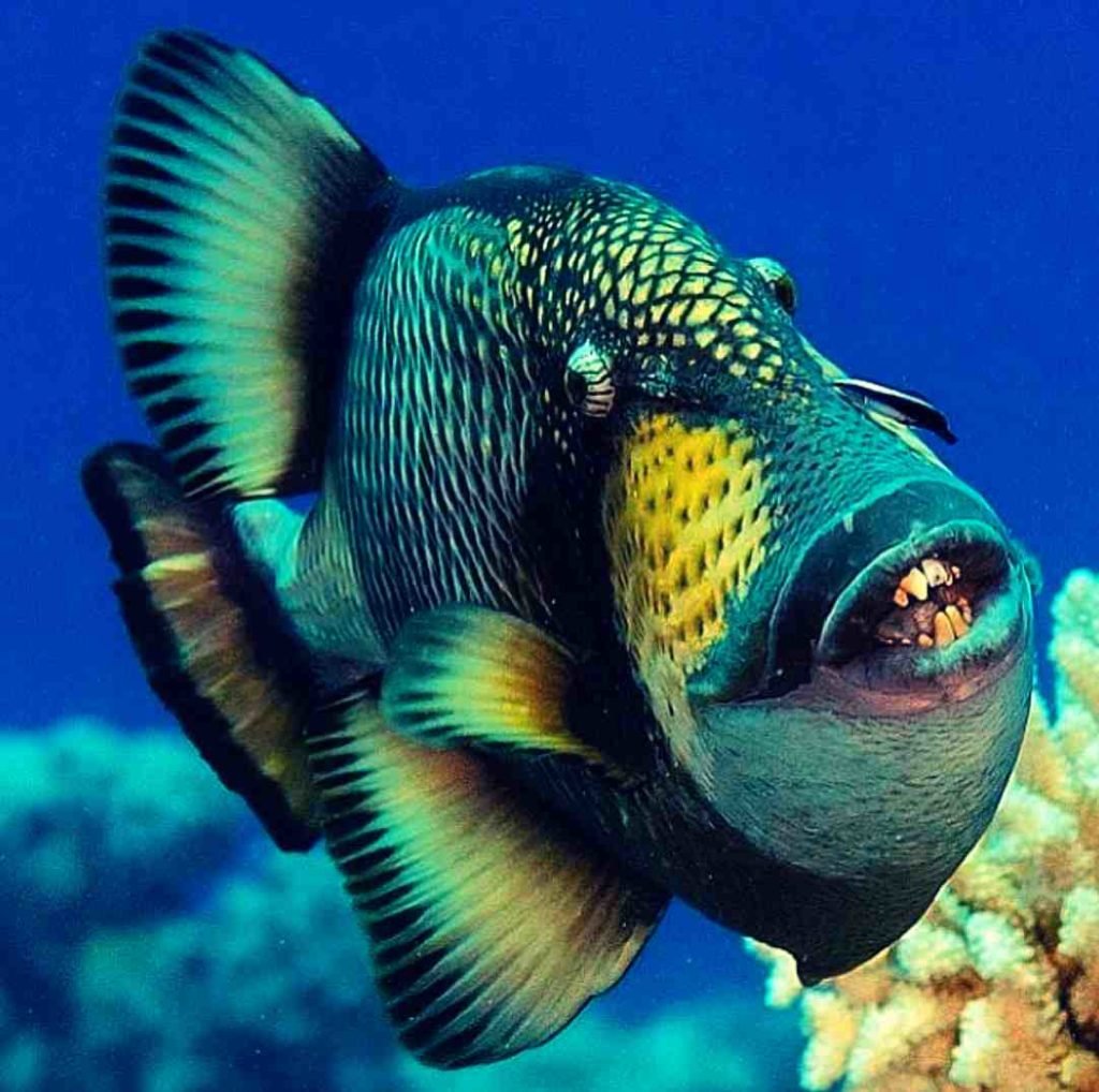 Экзотические рыбы Нептун группе