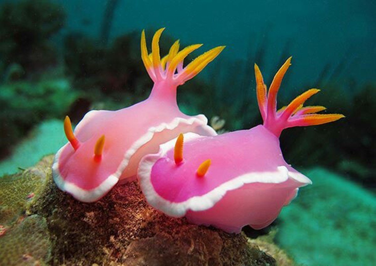 Носорог пятнистый рыба