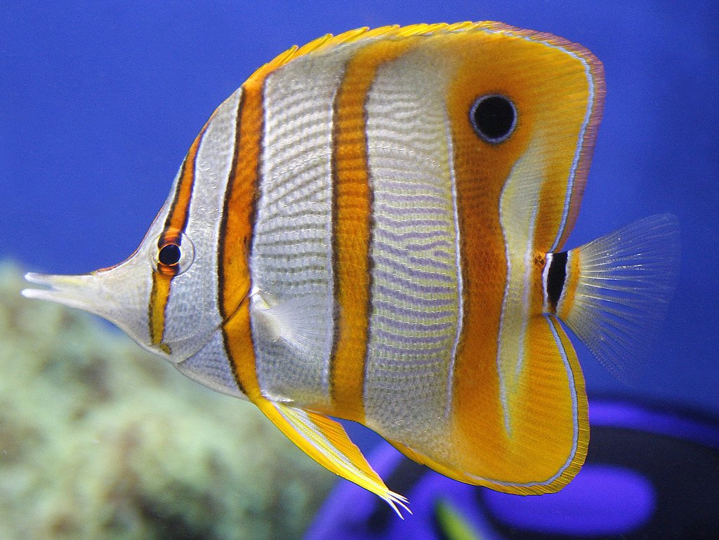 Иглобрюх Карибского моря