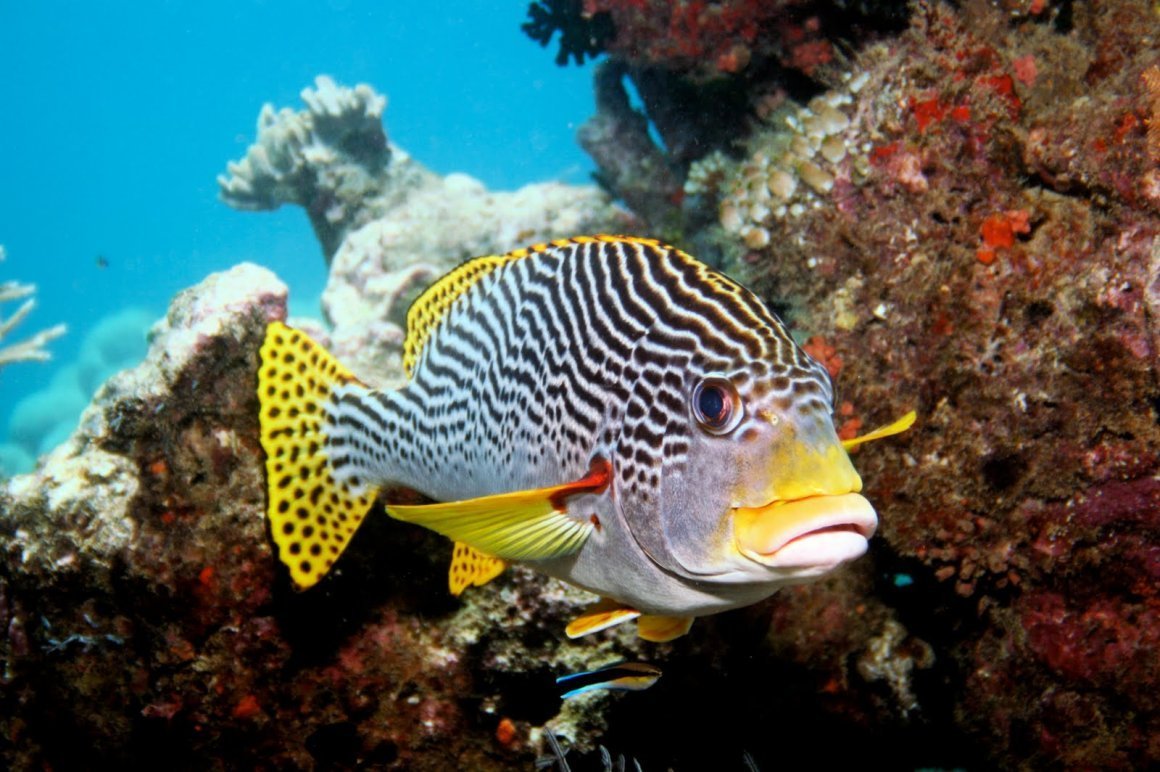 Большой Барьерный риф рыбки