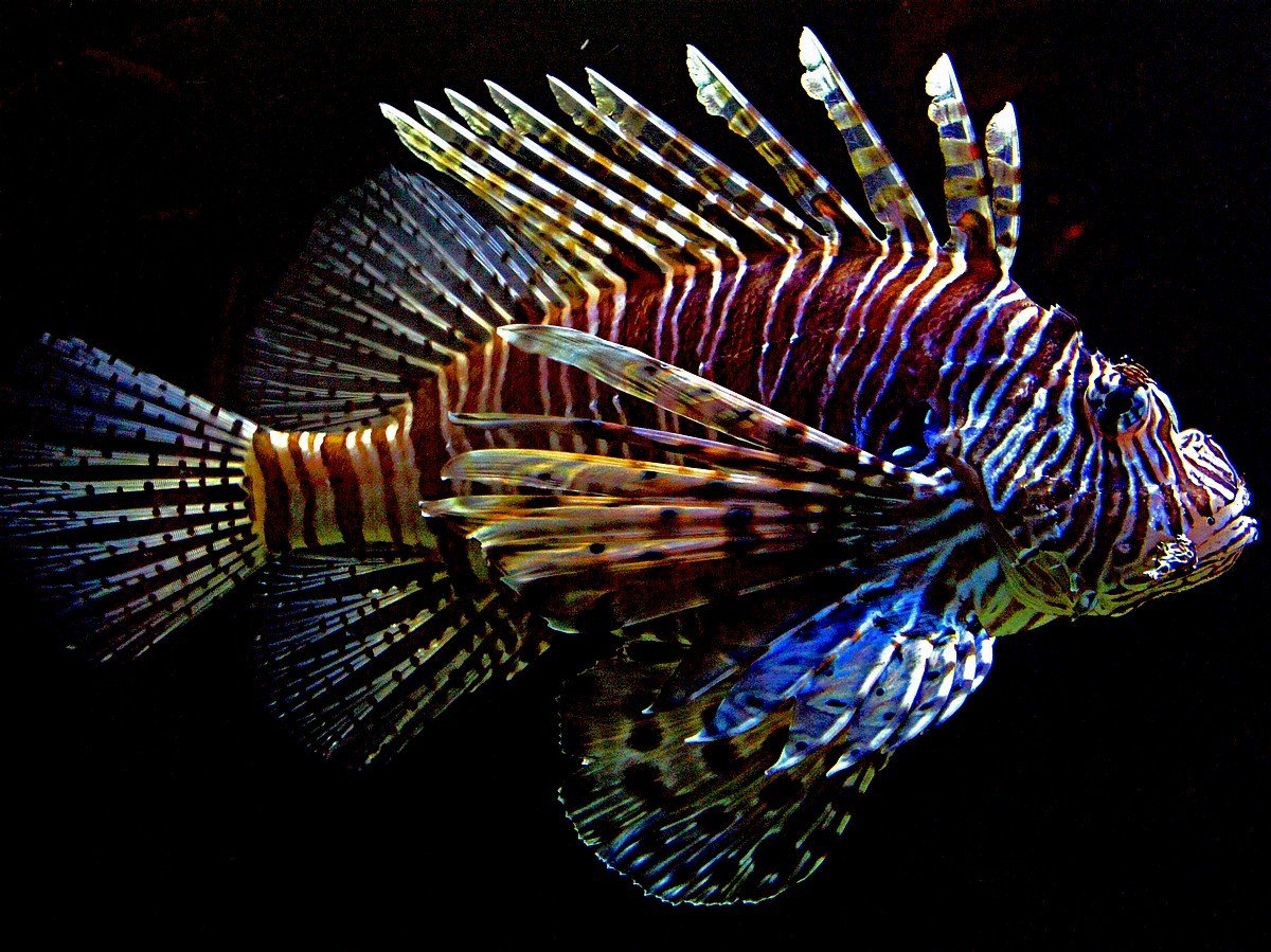 Морские аквариумные рыбки