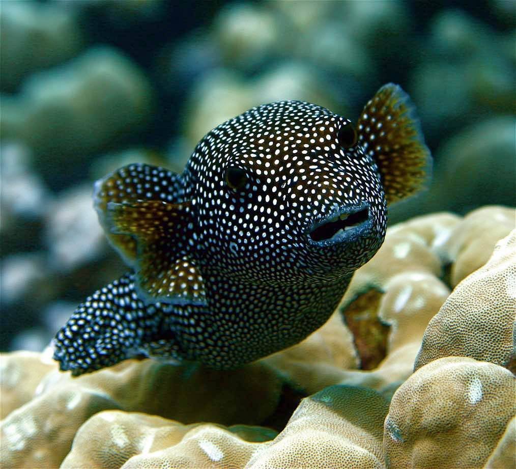 Тропические рыбки