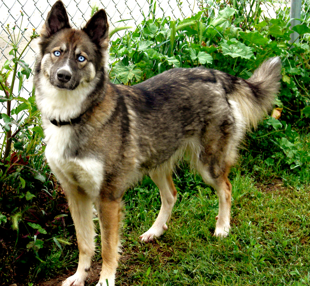 Метис хаски и овчарки