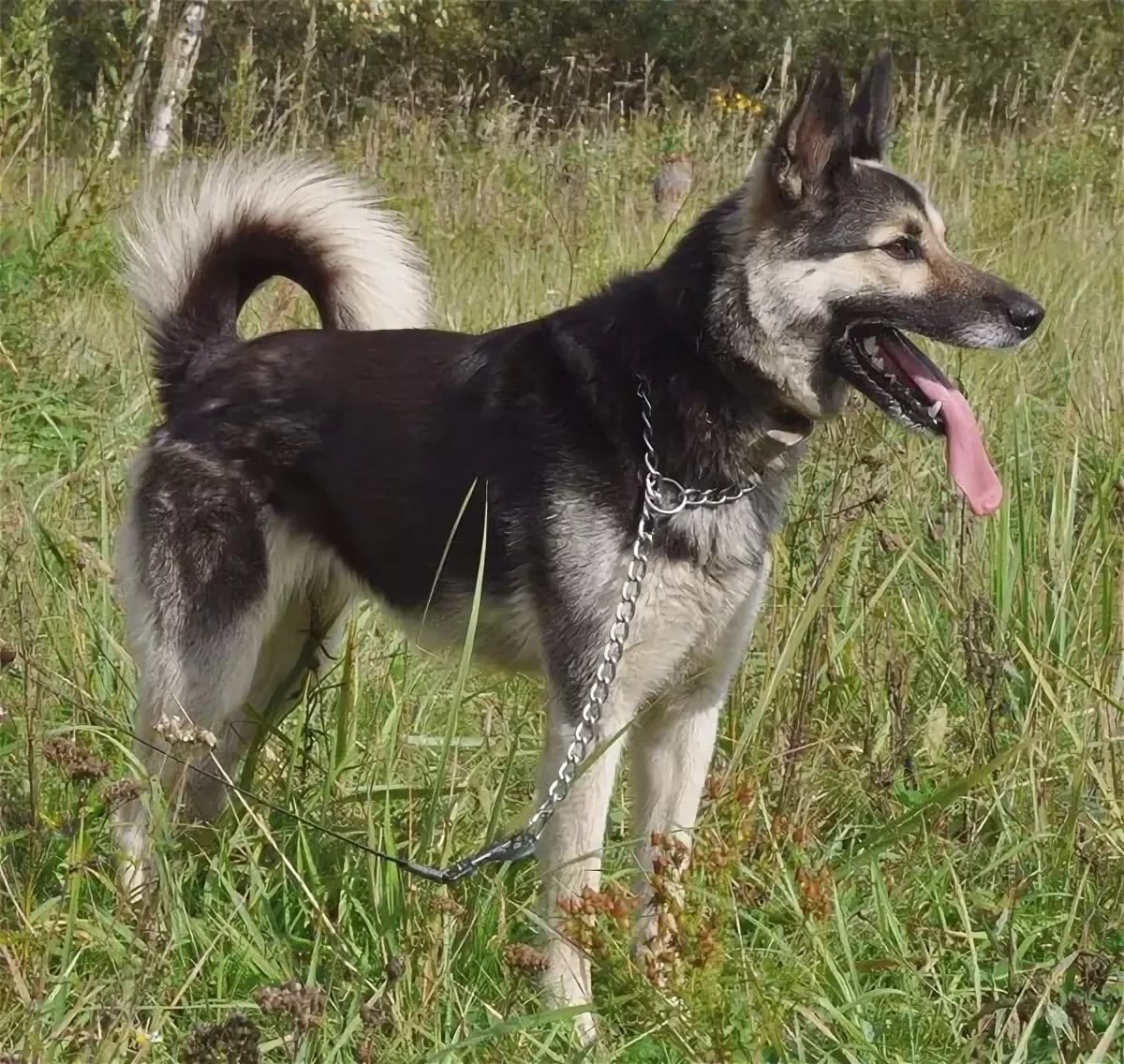 Метис ВЕО И лайки