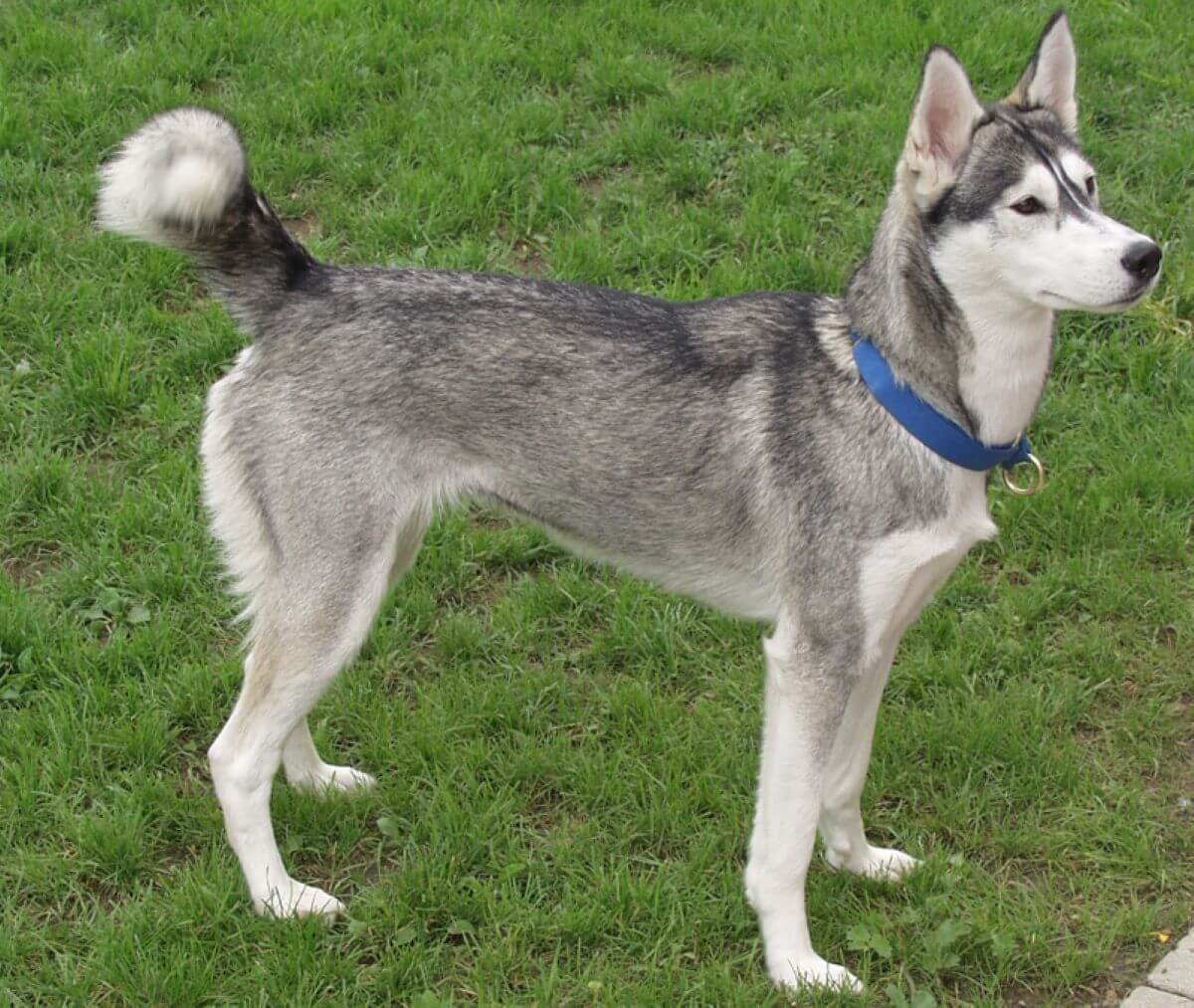 Хаски терьер