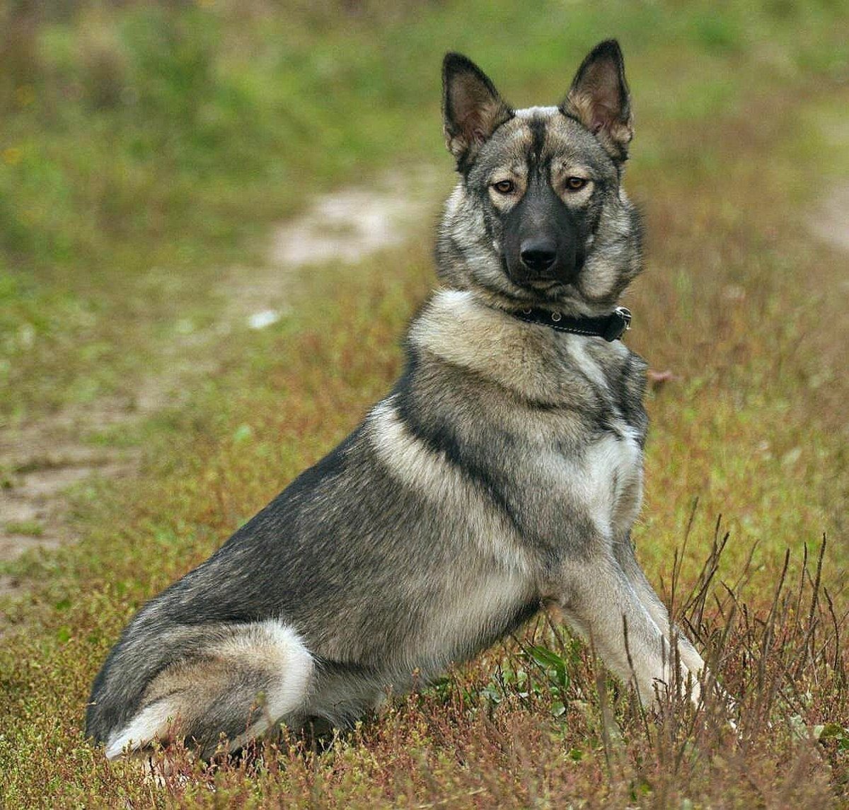 Сибирская овчарка