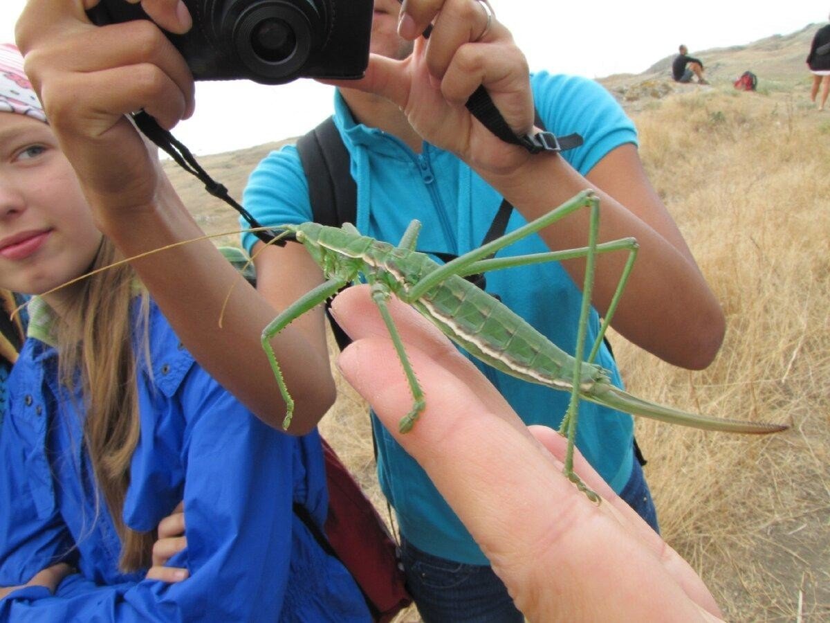 Дыбка Степная