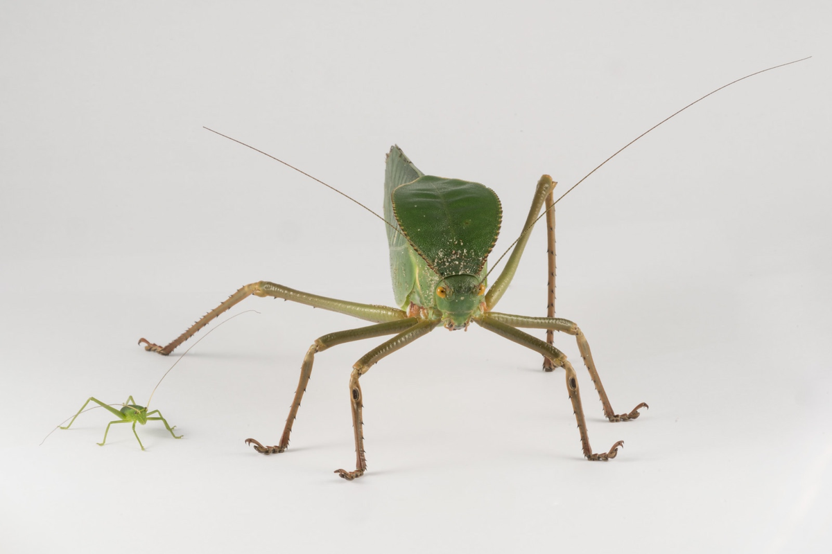 Siliquofera Grandis кузнечик