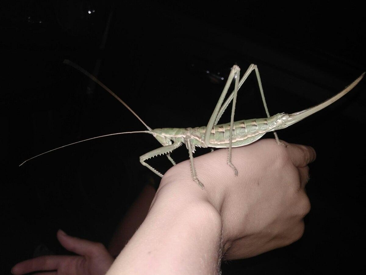 Кузнечик Лейхарда