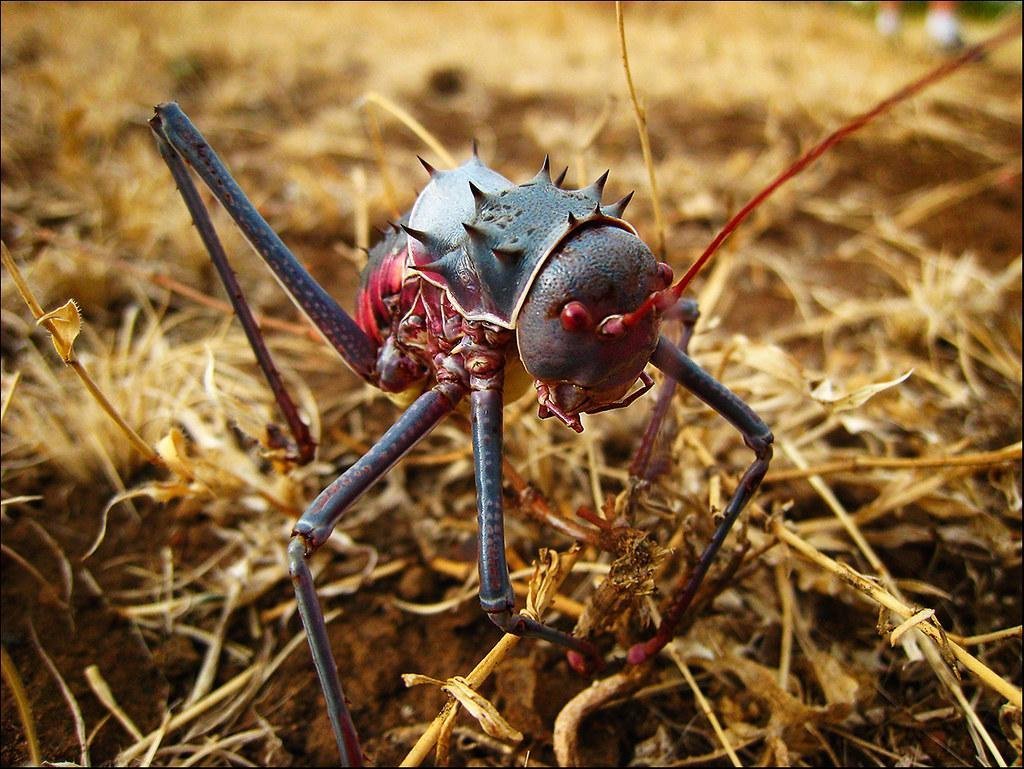 Африканский бронированный сверчок