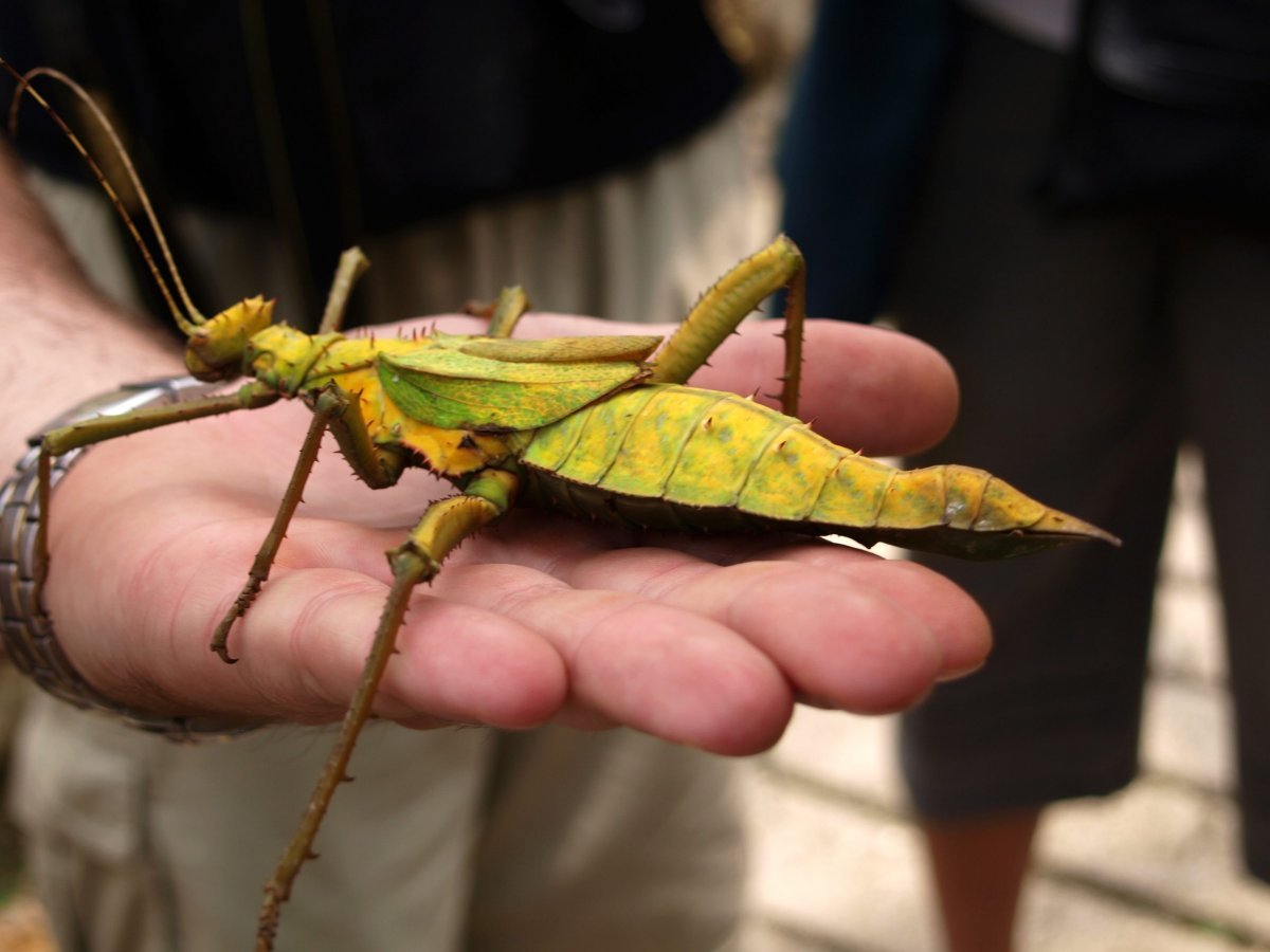 Кузнечики в Малайзии