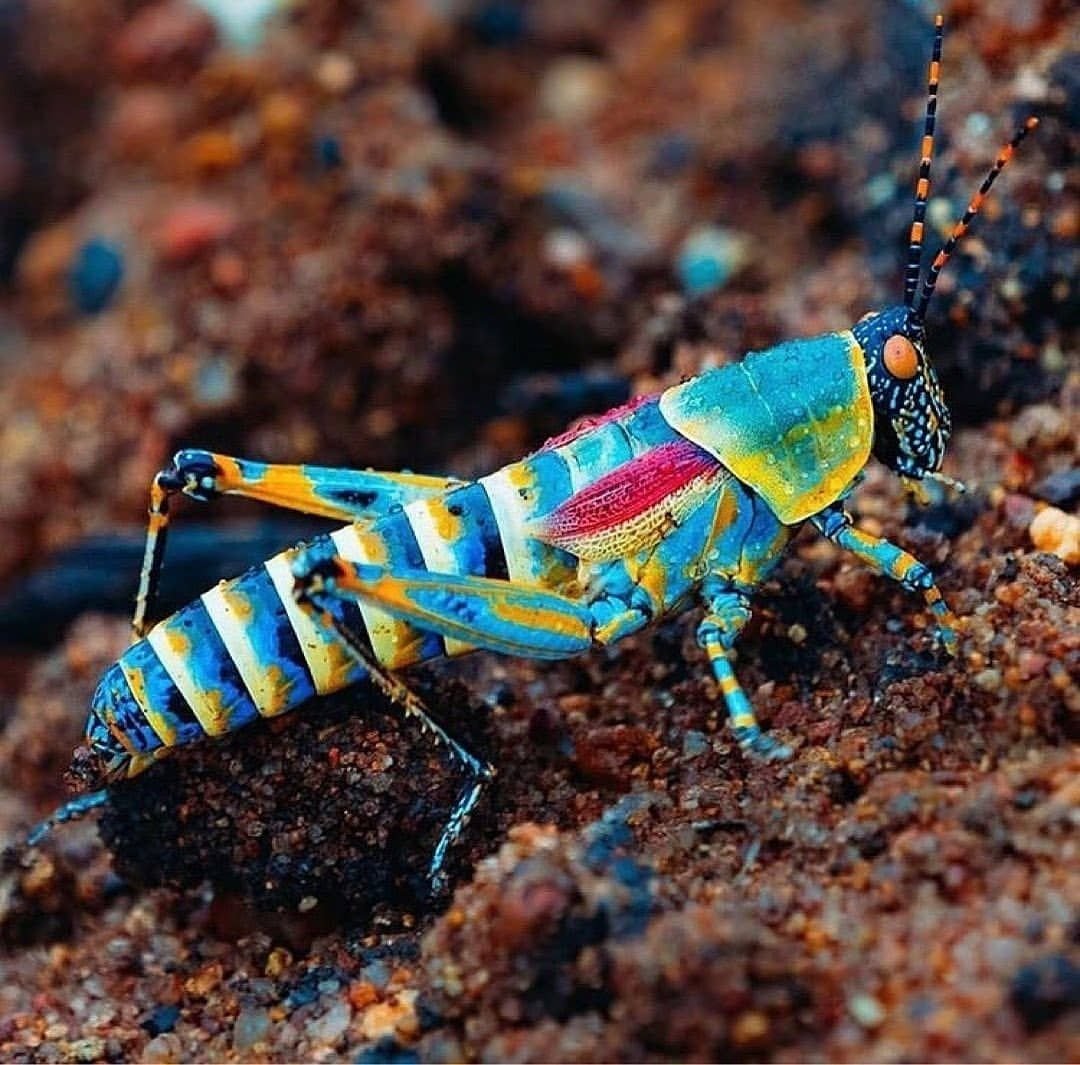 Радужный кузнечик североафриканский