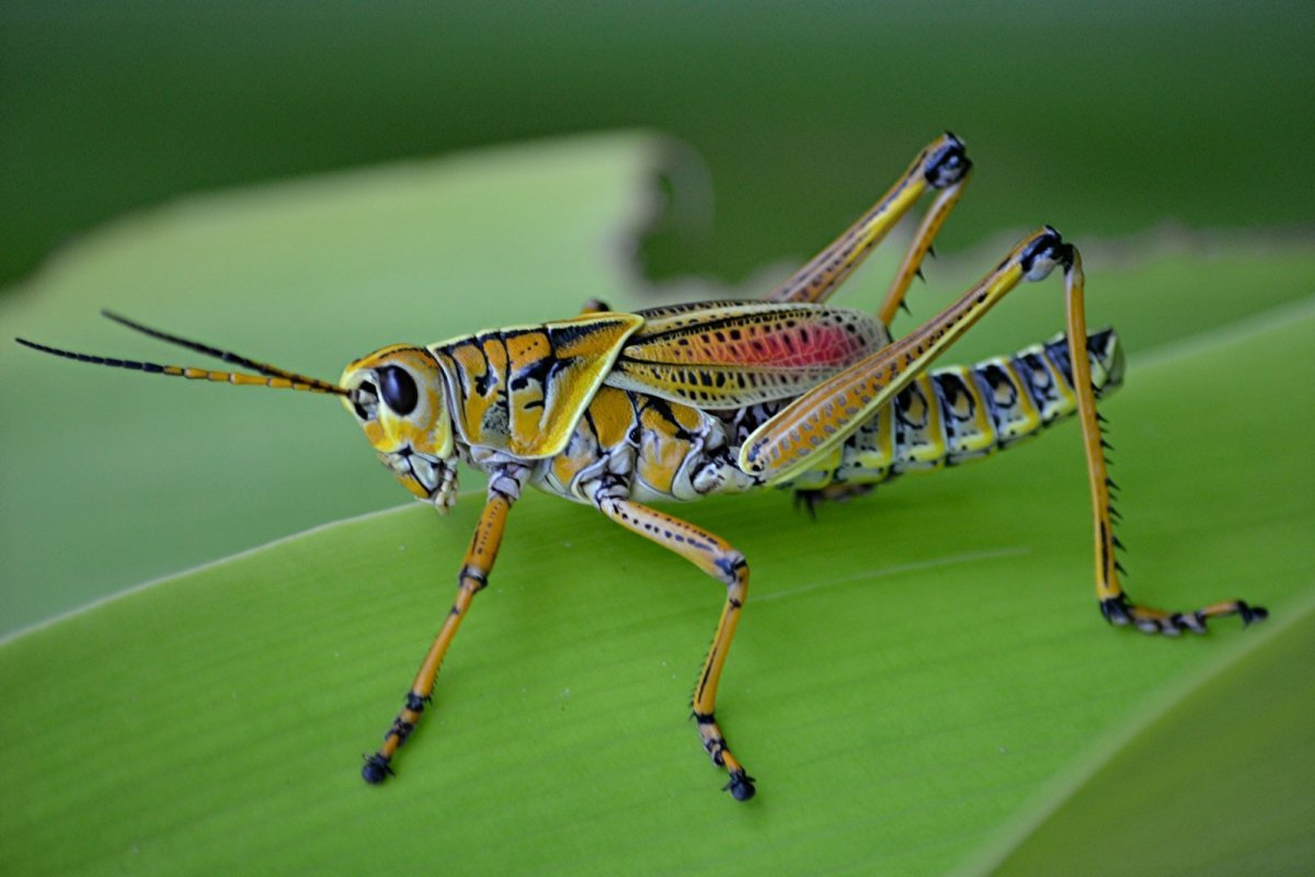 Членистоногие насекомые Саранча