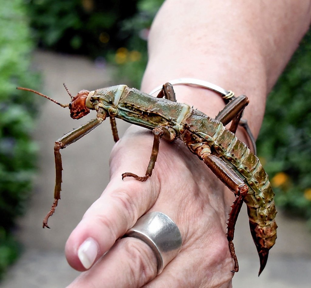 Гигантский новогвинейский палочник