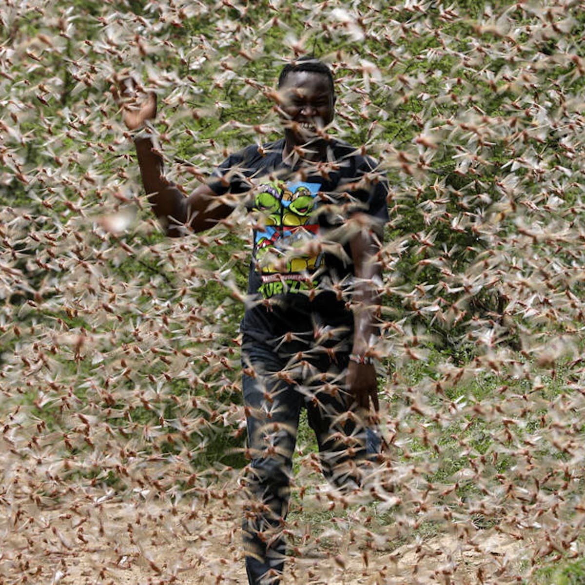 Нашествие саранчи в Африке 2022