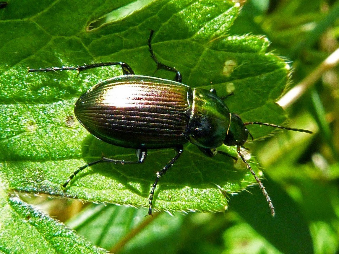 Жук жужелица вредитель