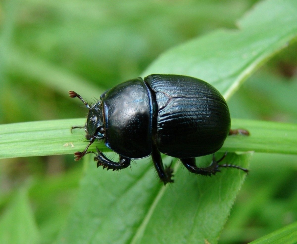 Черный Листоед Жук Листоед