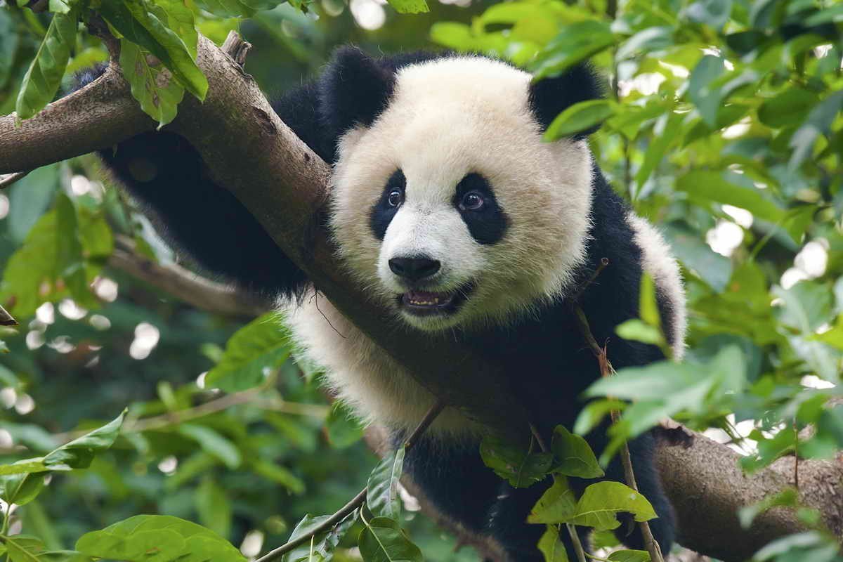 Китай Панда бамбук