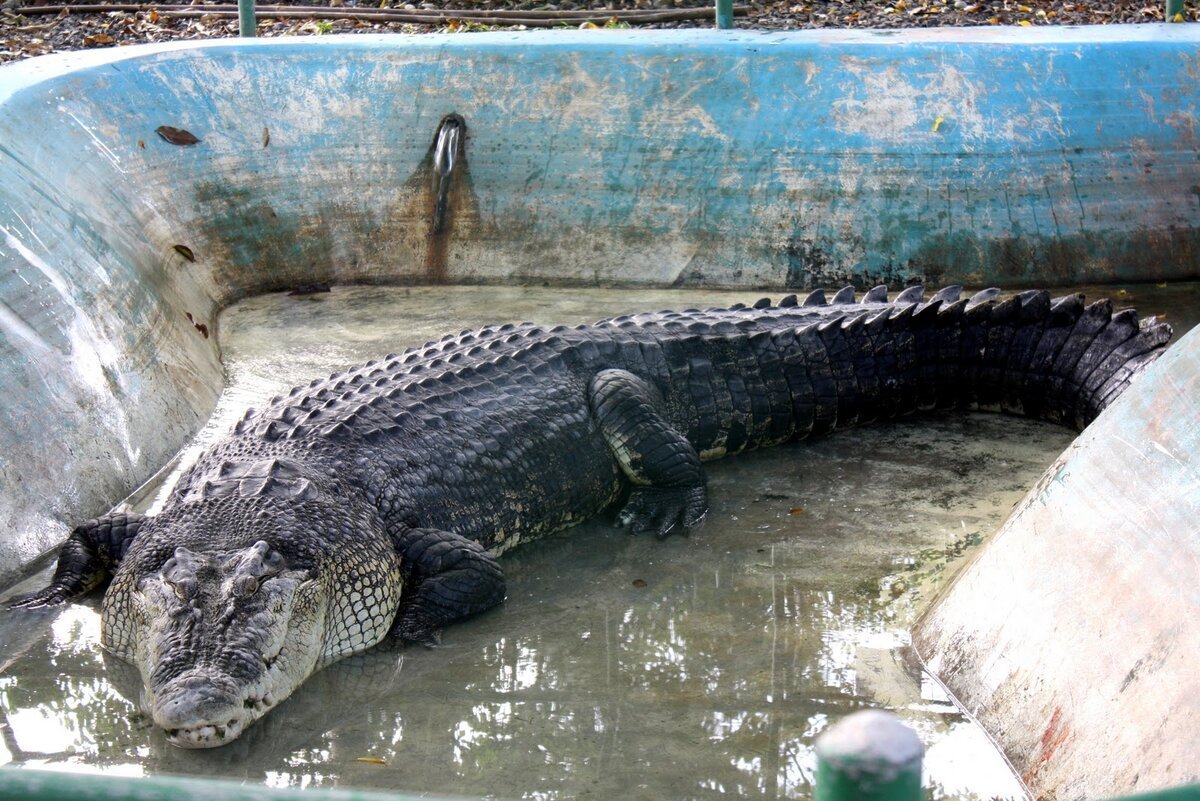 Самый большой крокодил дейнозух