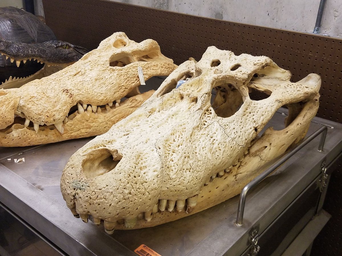 Дейнозух риогранденсис