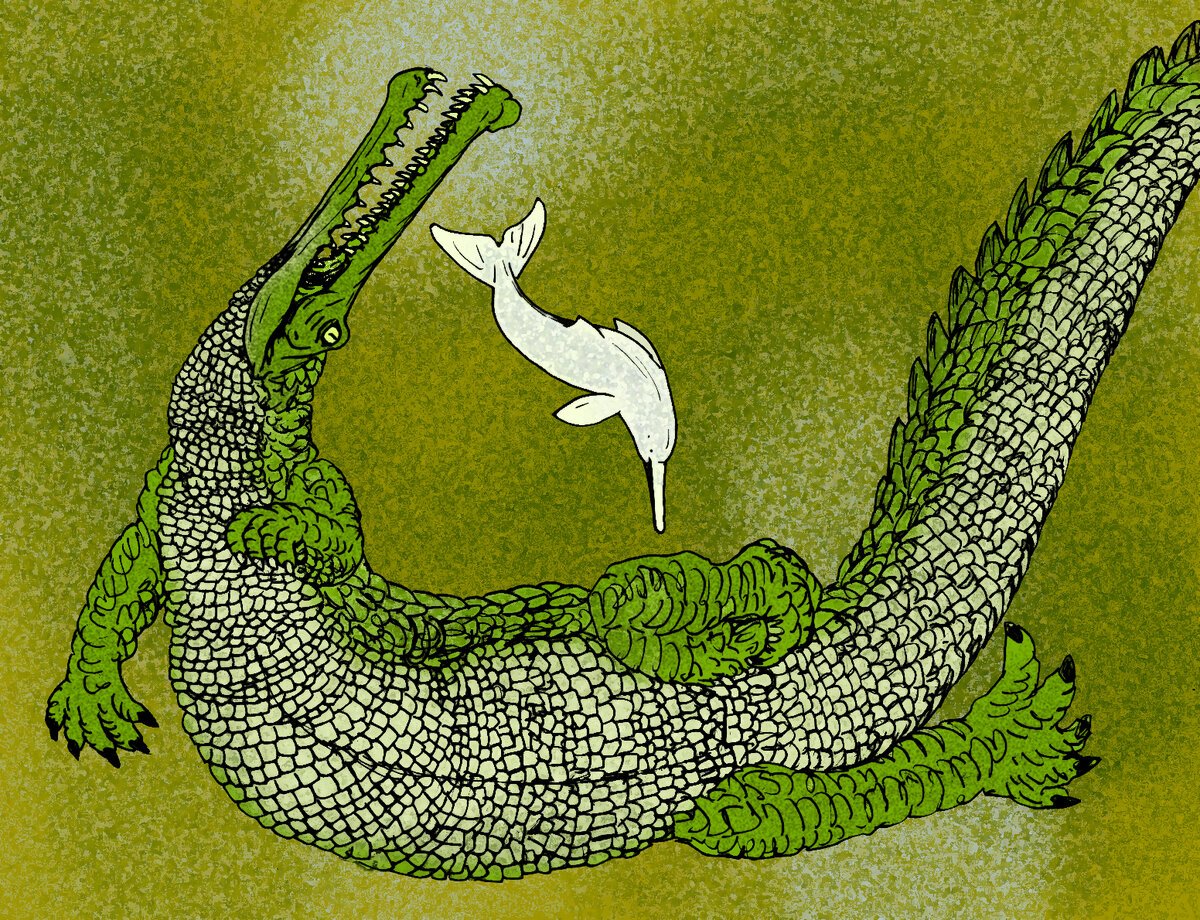 Коста Рика крокодилы