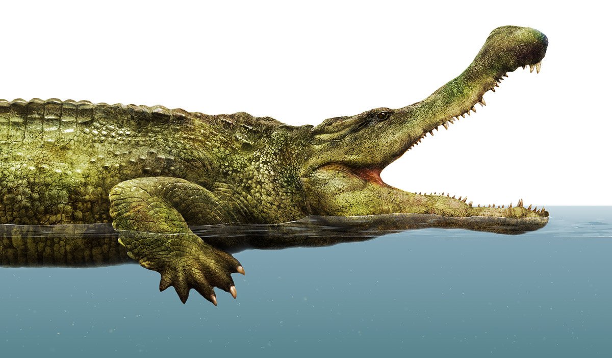 Череп крокодила и слона