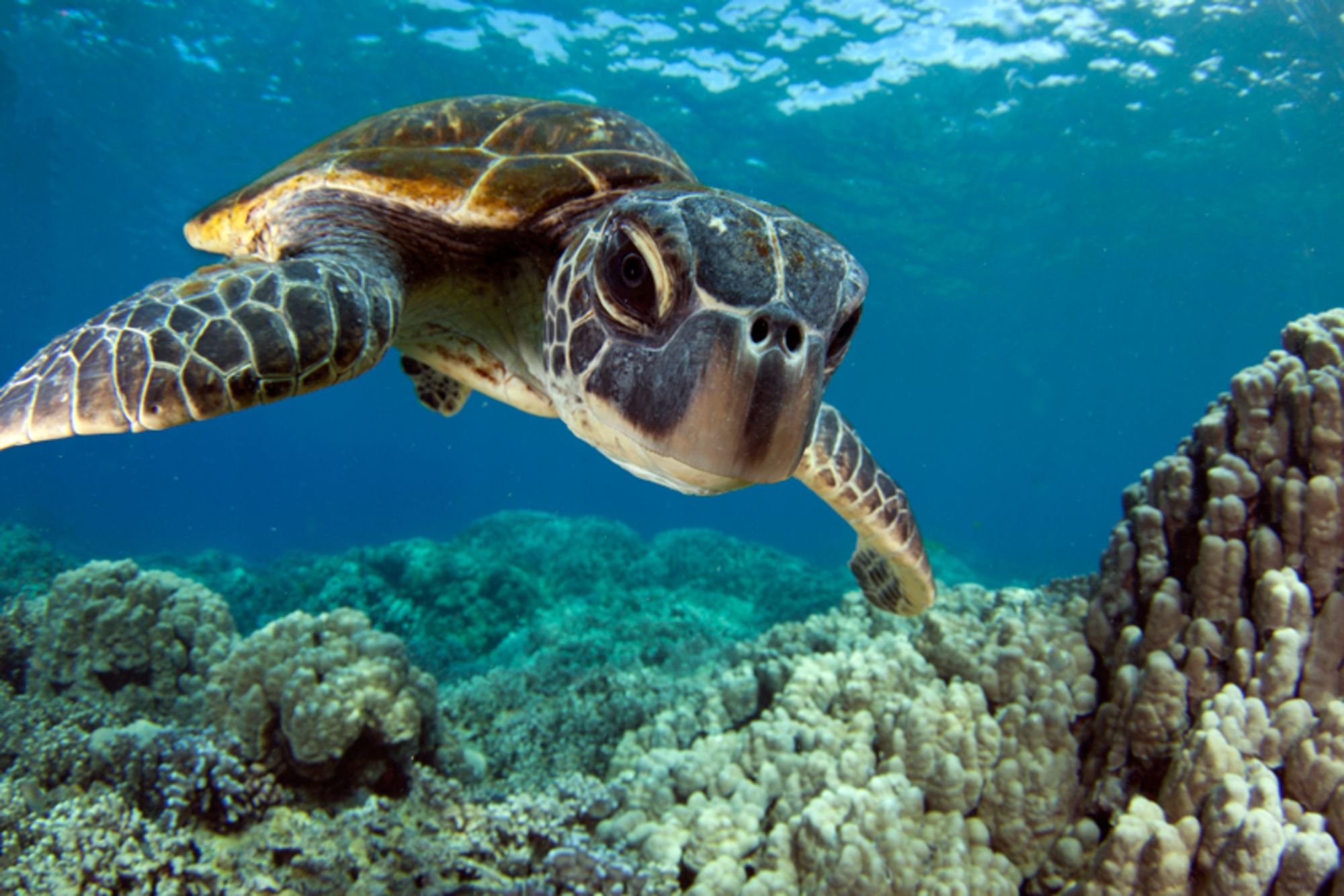 Скорость морской черепахи. Черепаха Каретта-Каретта. Морские черепахи Каретта Каретта. Черепаха Каретта (логгерхед). Черепаха бисса (Каретта).