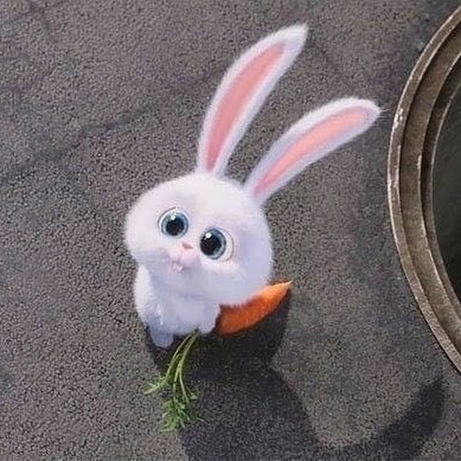 Кролик вид сзади