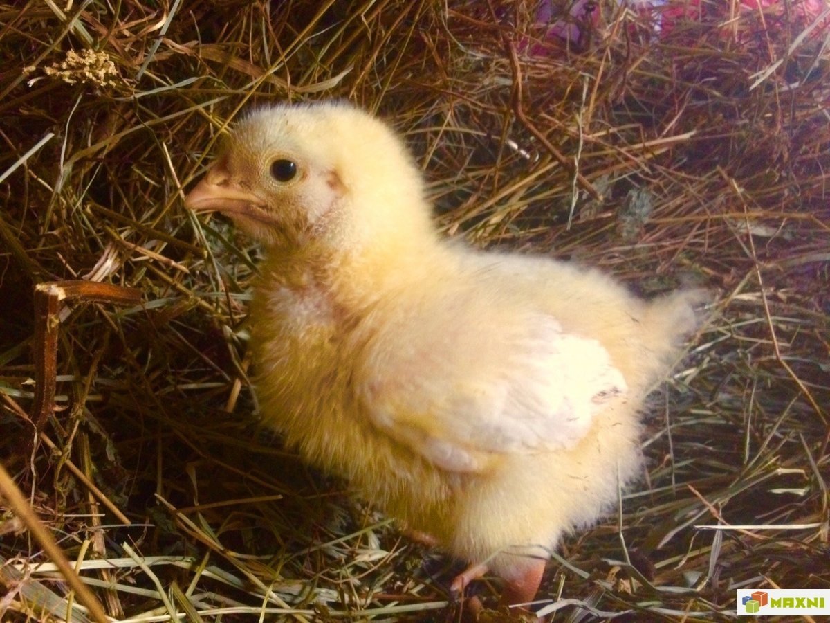 2 недельные цыплята. Новорожденные цыплята фото. Суточные цыплята Суджа. Фото цыплят ПКШ. Как выглядят двухмесячные цыплята несушки хохлатки.