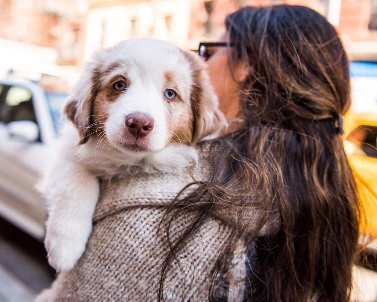 Инстаграмм собаки