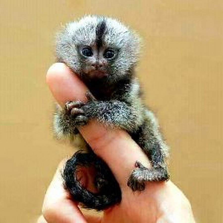 Маленькая обезьянка мармозетка