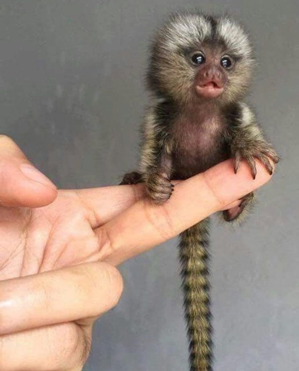 Baby Pygmy Marmoset