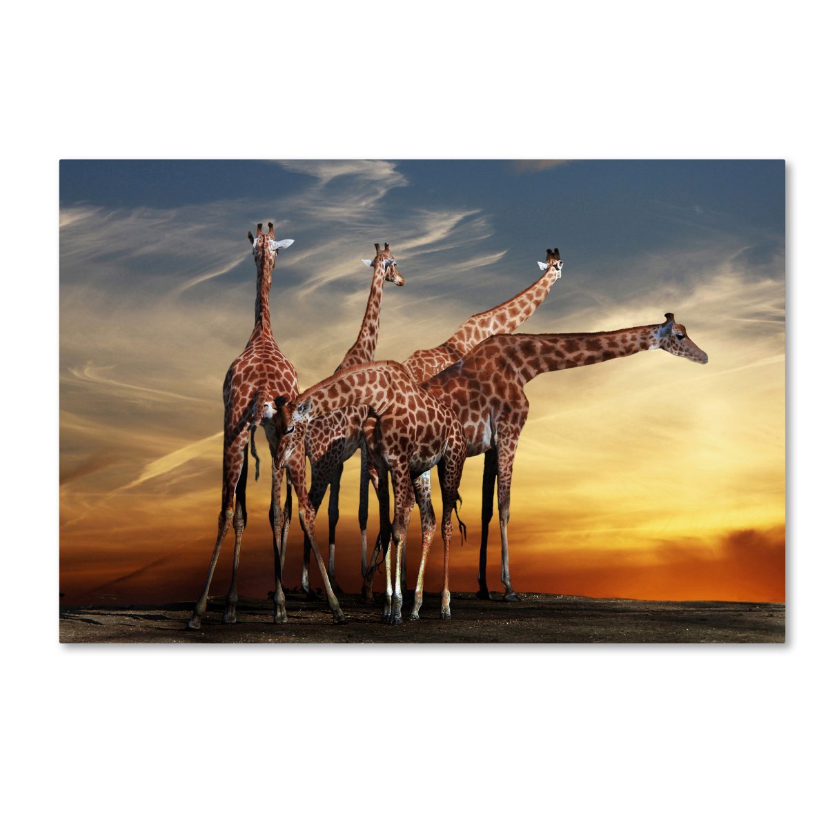 Фотообои Жирафы в Африке