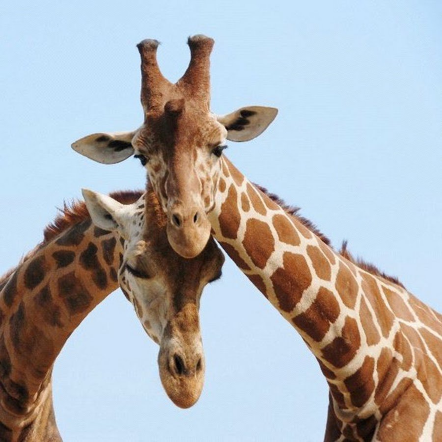 Жирафы обнимаются